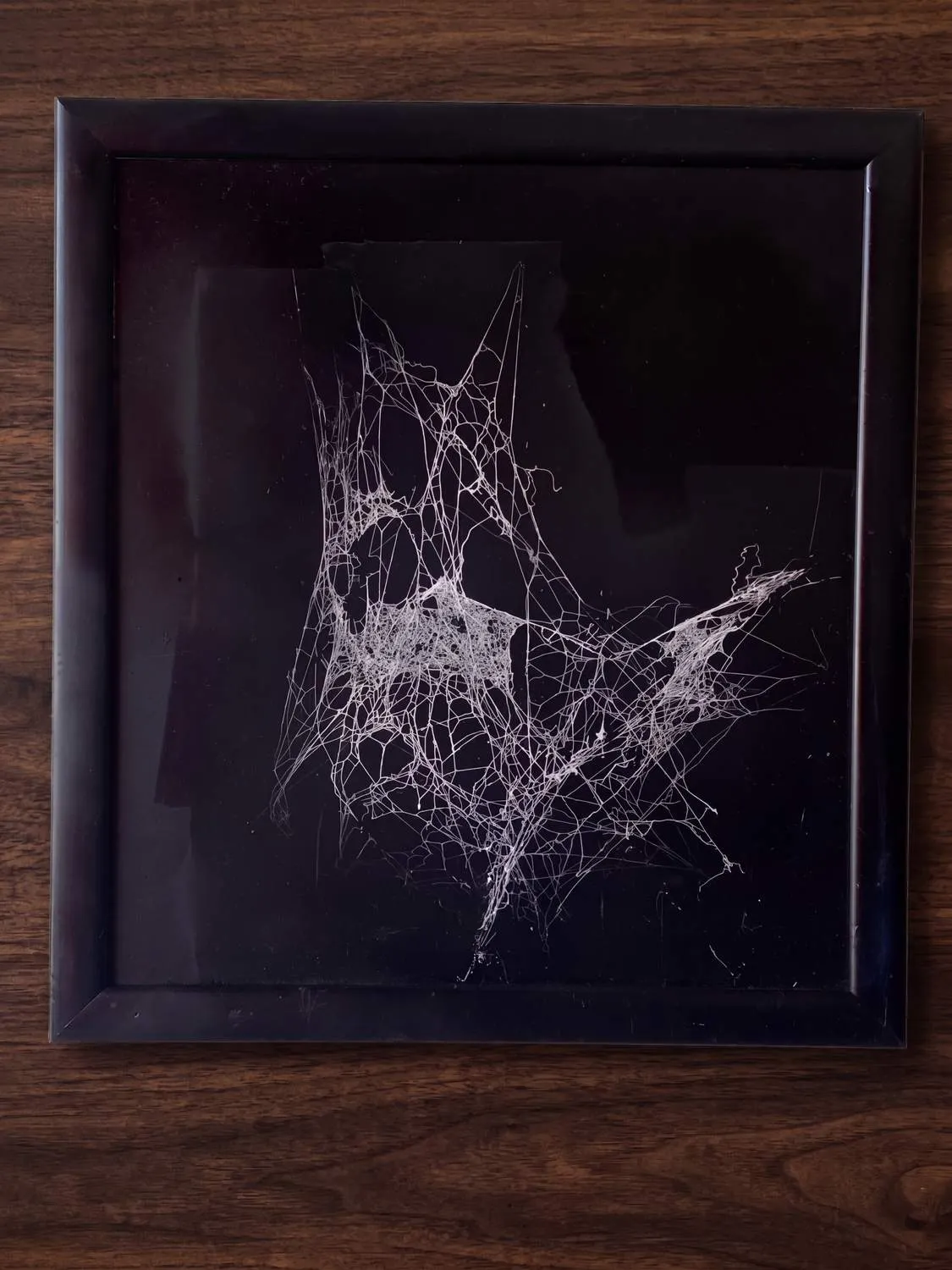 Untitled — spray paint, varnish, preserved web, 13.25 × 14.25 in, by Natasha Ros.
